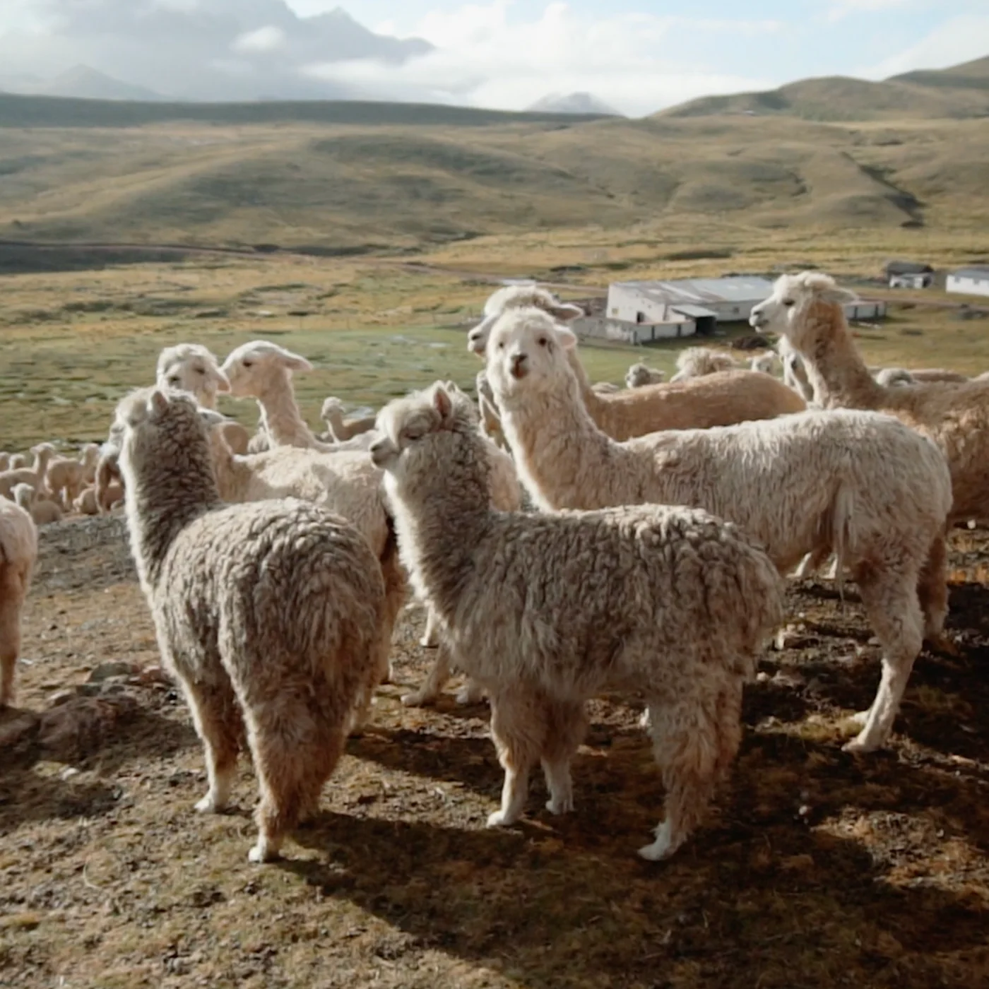 Phuyu - The Alpaca Cloud Hat